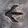 Encounter Dinosaurs icon